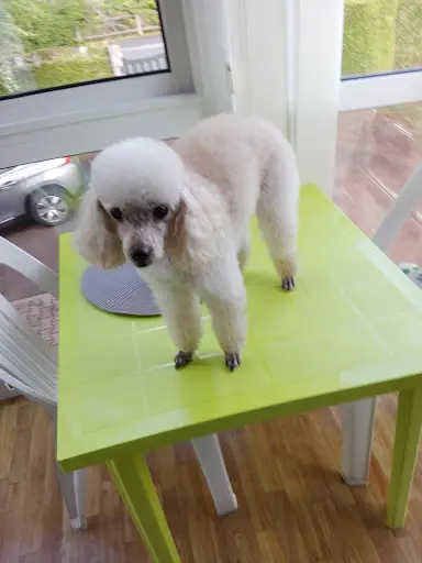 Beauté Canine