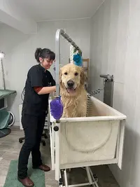 Toutou Pour Moi