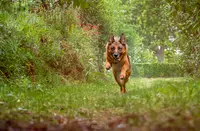 Une Oreille À l'Écoute ! - Education Canine - Zoothérapie - Petsitting
