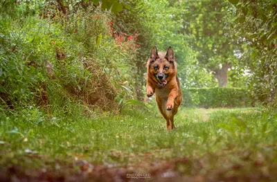 Une Oreille À l'Écoute ! - Education Canine - Zoothérapie - Petsitting