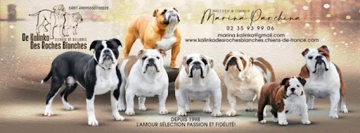 Bulldogs de Kalinka - Élevage de Bulldogs Anglais et Bulldogs Continental (lof)