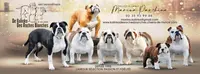Bulldogs de Kalinka - Élevage de Bulldogs Anglais et Bulldogs Continental (lof)