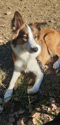 Amicale du Chien