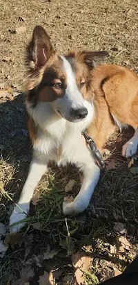 Amicale du Chien