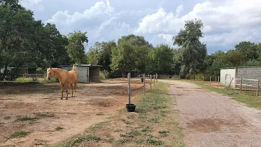 Les Chevaux de la Roquette