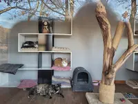 Ac-crocs - Pension - Éducation - Activités Canines - Vente de Croquettes