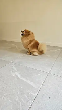 Prestige Dog