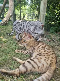 Chatterie Bengal No Mori-- Élevage de Bengal