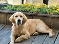 Jo & Dog - Éducateur Canin Comportementaliste