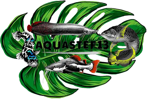 Aquastef13