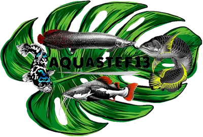 Aquastef13