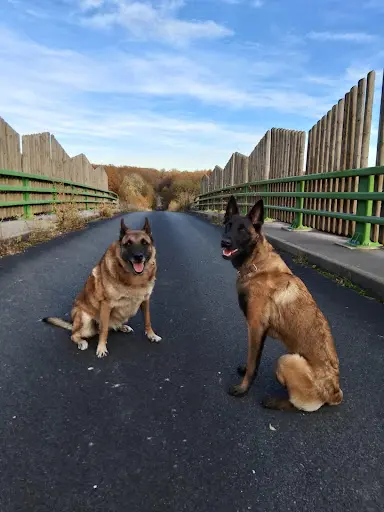 Neocanin - Educateur Comportementaliste Canin À Sarrebourg, Dieuze, Phalsbourg