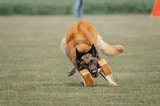 Éducateur Canin Feux Farouches