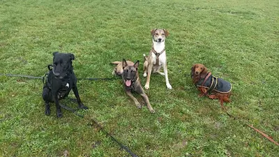 Le Bon Compagnon - Dog Walker & Educateur Canin