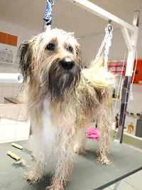 L’atelier du Chien