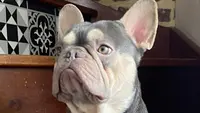 Élevage de Bouledogues Français et Anglais - Mes Joliscoeurs de Boubou