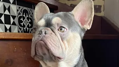 Élevage de Bouledogues Français et Anglais - Mes Joliscoeurs de Boubou