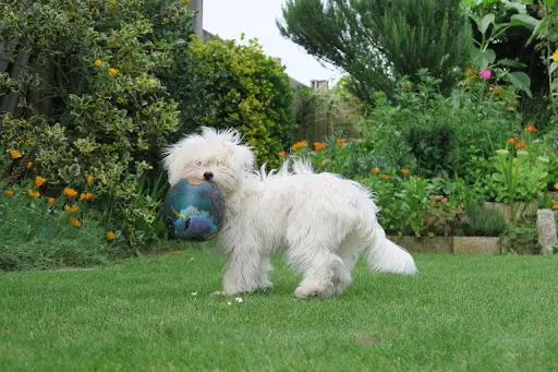 Pierre Wemaere Education Canine