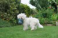 Pierre Wemaere Education Canine