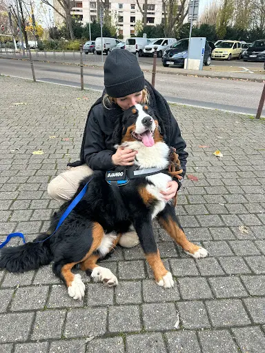 Aristodogs
