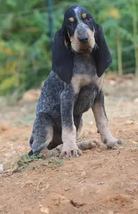 Élevage des Bleus du Périgord Noir