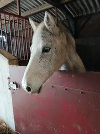 Rougé Equitation Earl