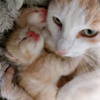 Association les Chats Perchés