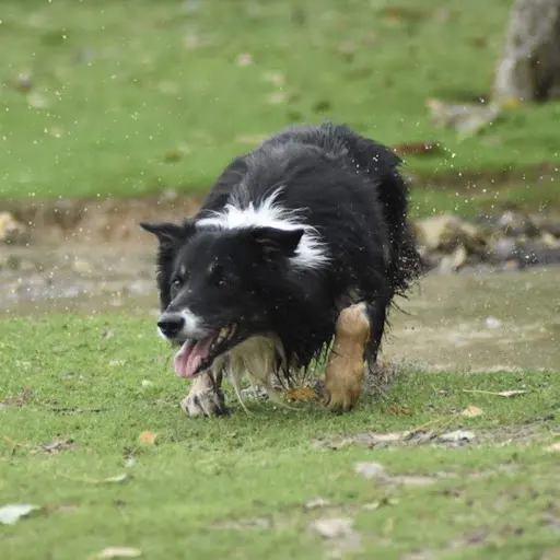 Sheep Dog Moss - Educateur Canin