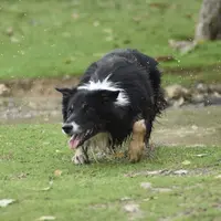 Sheep Dog Moss - Educateur Canin