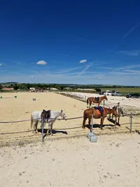 Elevage du Lac - Centre Équestre