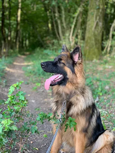 Anzo Educ - Éducation Canine