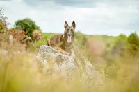 Pawsitive Dog & Otso Harana - Comportementaliste Canin & Éleveur