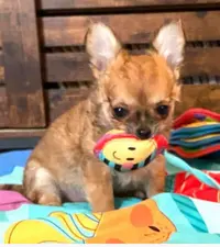 Elevage de l'Isle au Vert Coteau - Chihuahuas