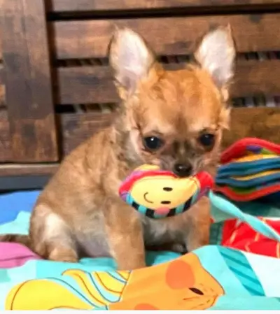 Elevage de l'Isle au Vert Coteau - Chihuahuas