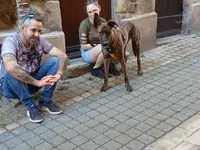 Positif Dog