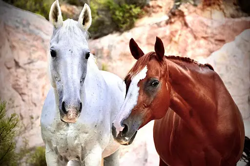 Les Chevaux des Madons