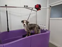 Krys Dog Toilettage
