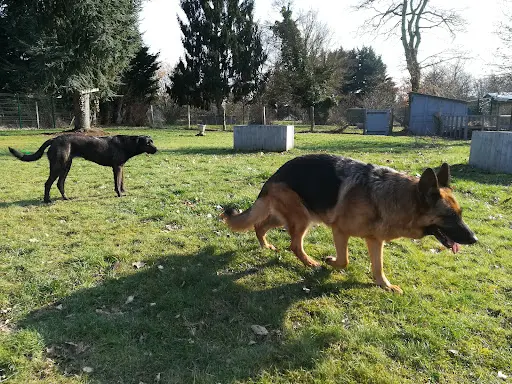 Ô Maîtres Tranquilles, Éducateur Canin Comportementaliste
