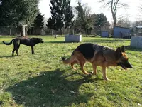 Ô Maîtres Tranquilles, Éducateur Canin Comportementaliste