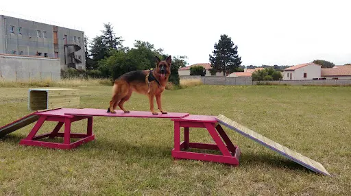 Copains Canins