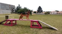 Copains Canins