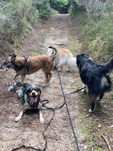 P&s Dog Education Canine
