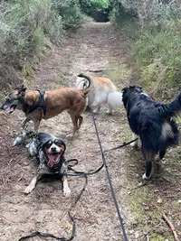P&s Dog Education Canine