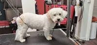 Sweety Dog