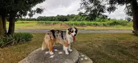 Sympa les Chiens Stephanie