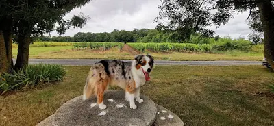 Sympa les Chiens Stephanie