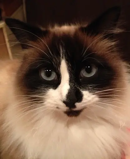 Toutouchien Matouchat