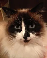 Toutouchien Matouchat