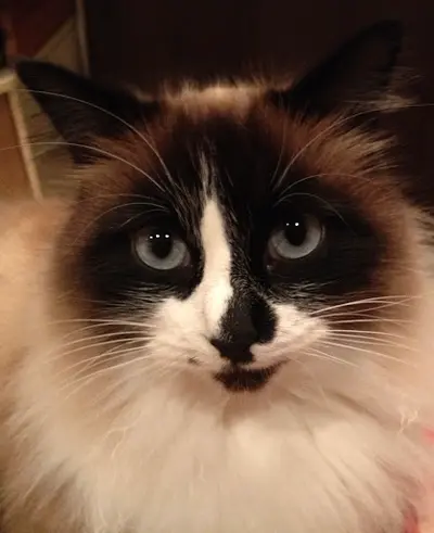 Toutouchien Matouchat