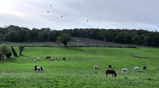Poneys Natur Roynac